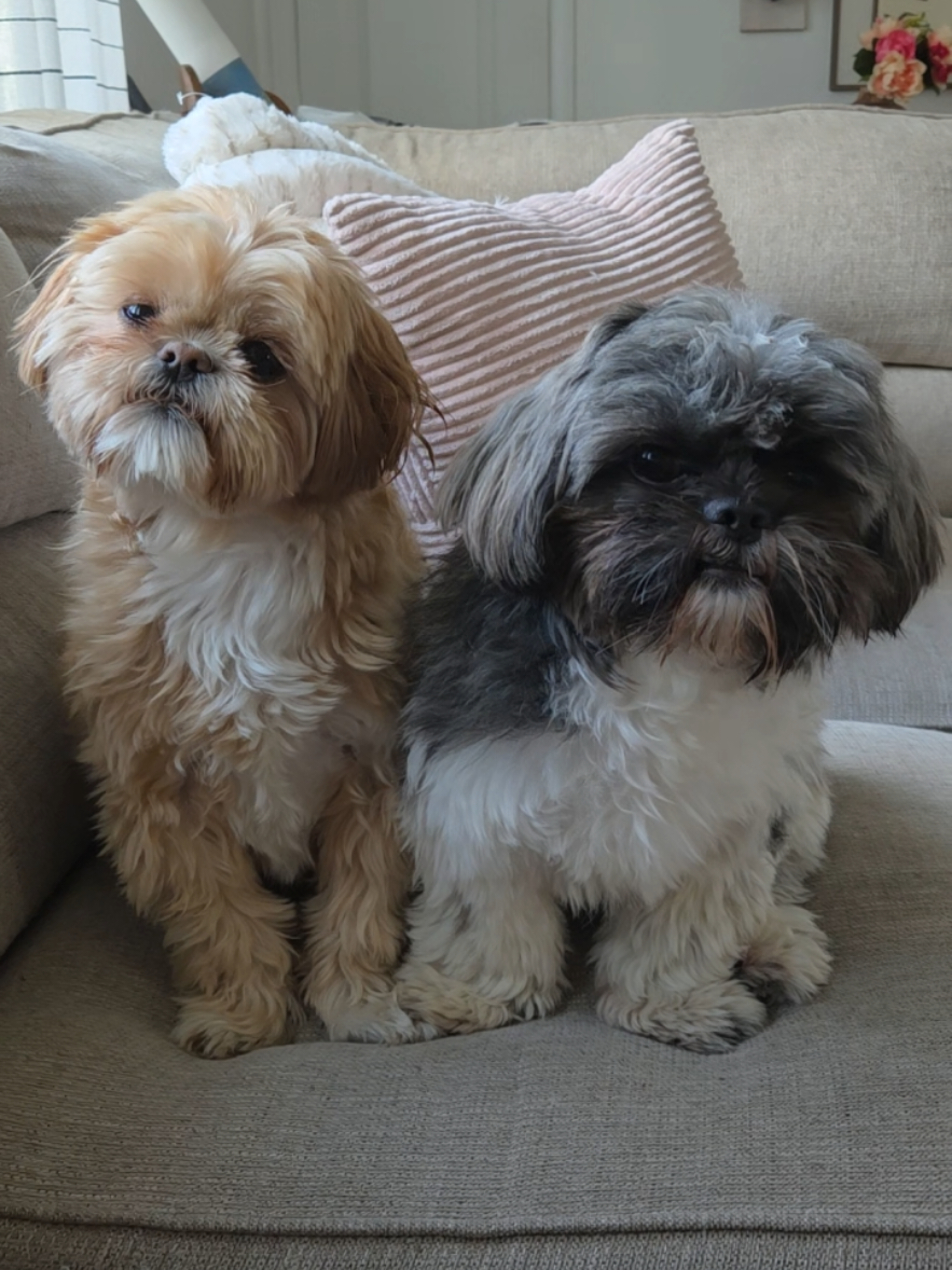 @🐶🎀OzzyBoy&Jenn🎀🐶