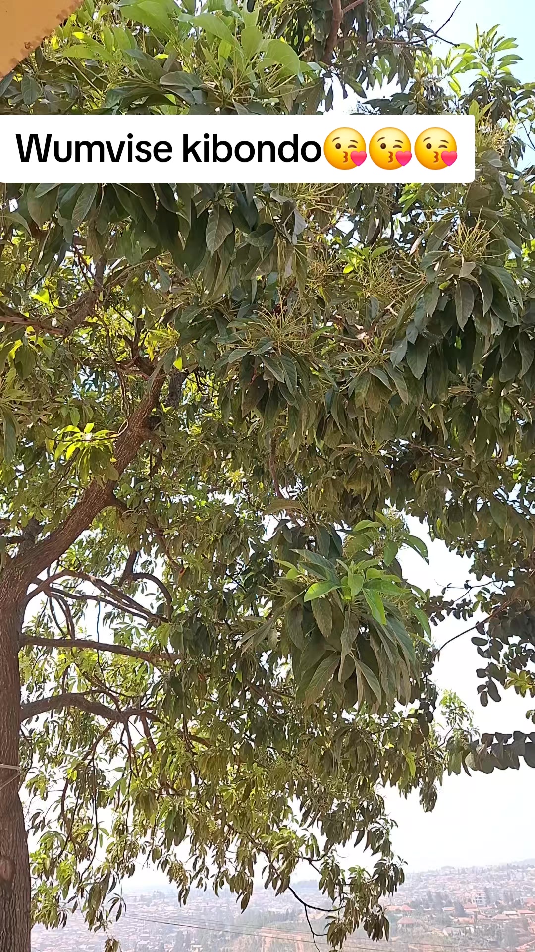 @Sunroots Herblife M leo🥰🥰