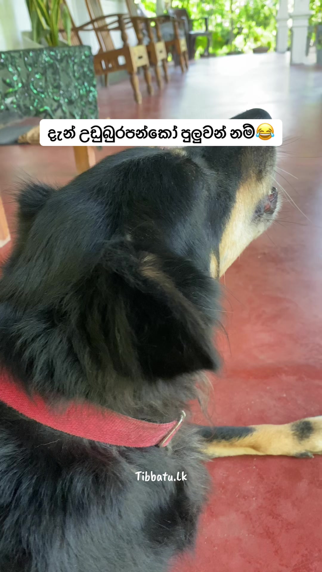 @Thibbatu.Lk