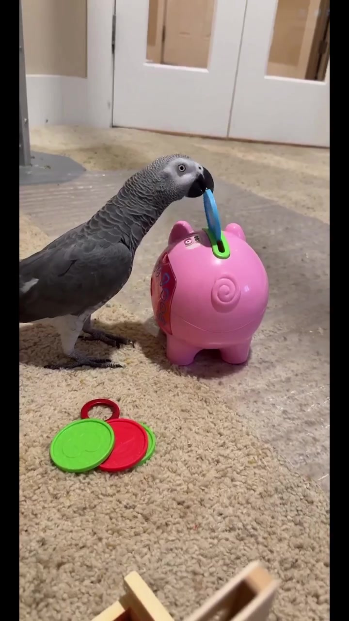 @thehinzoo