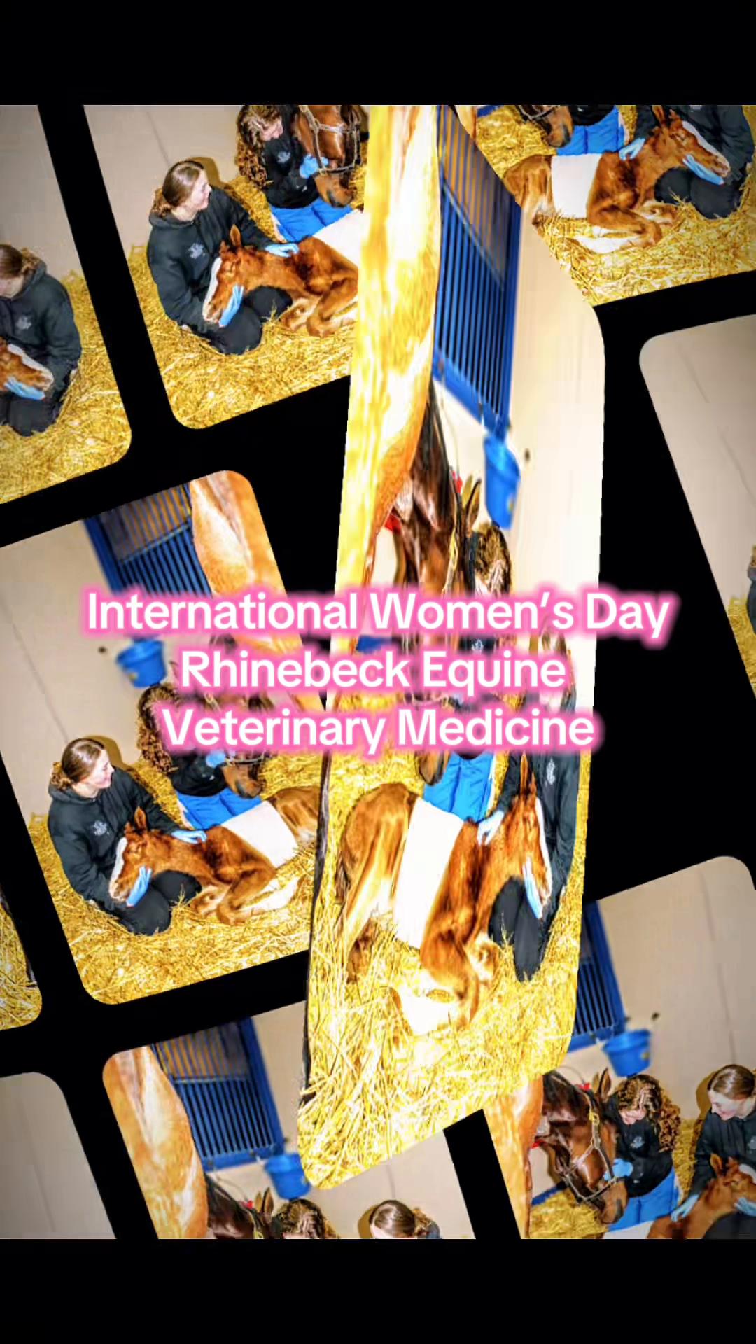 @Rhinebeck Equine
