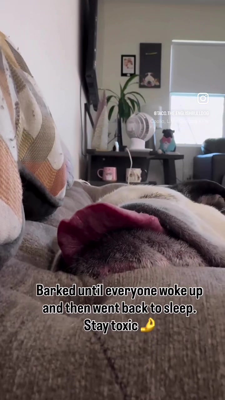 @Taco 🐶🧿