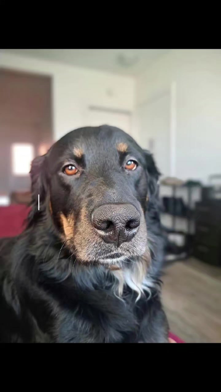 @Toostie the dog 🐶