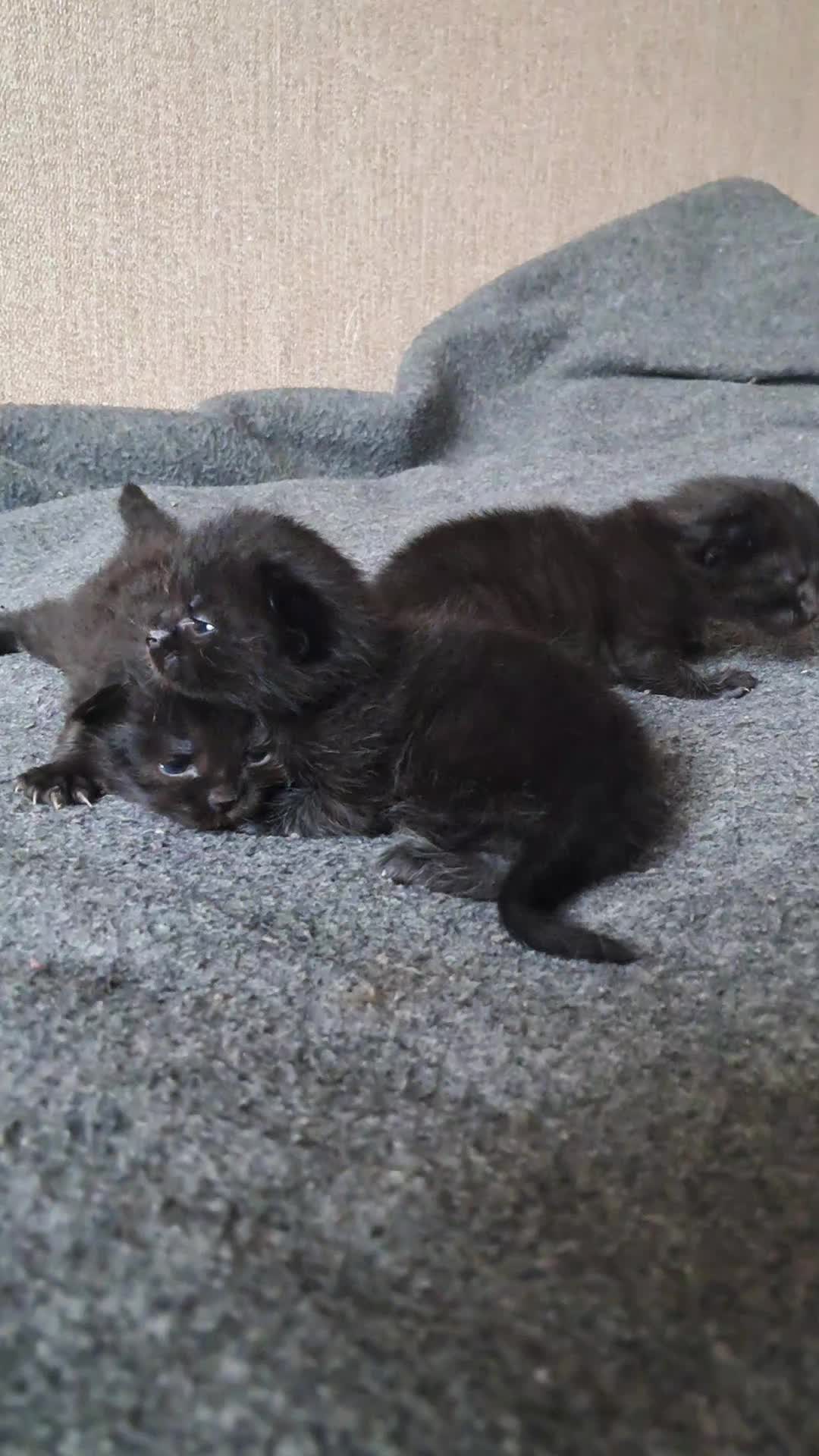 @Коти з Харківщини