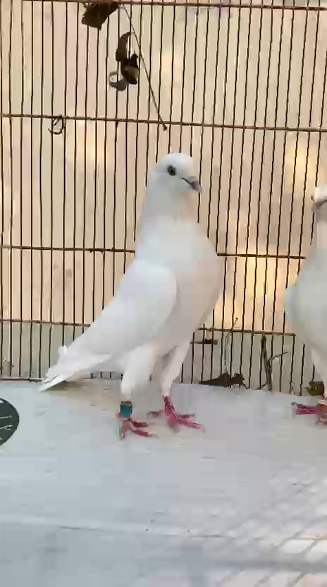 @Royal Birds 🕊️👑