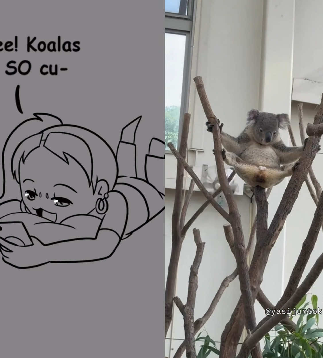 @Koalaby