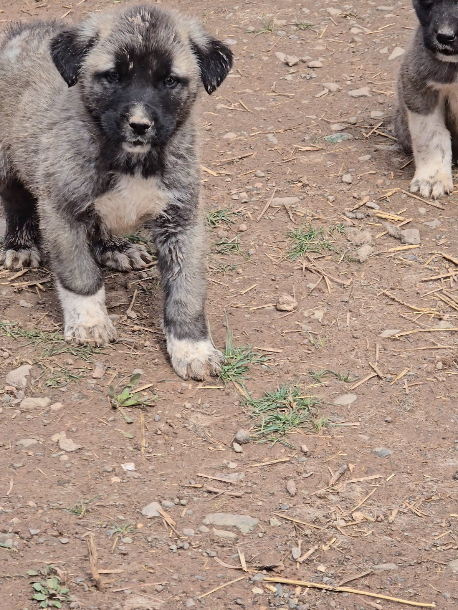 @Anatolian Shepherd Dog
