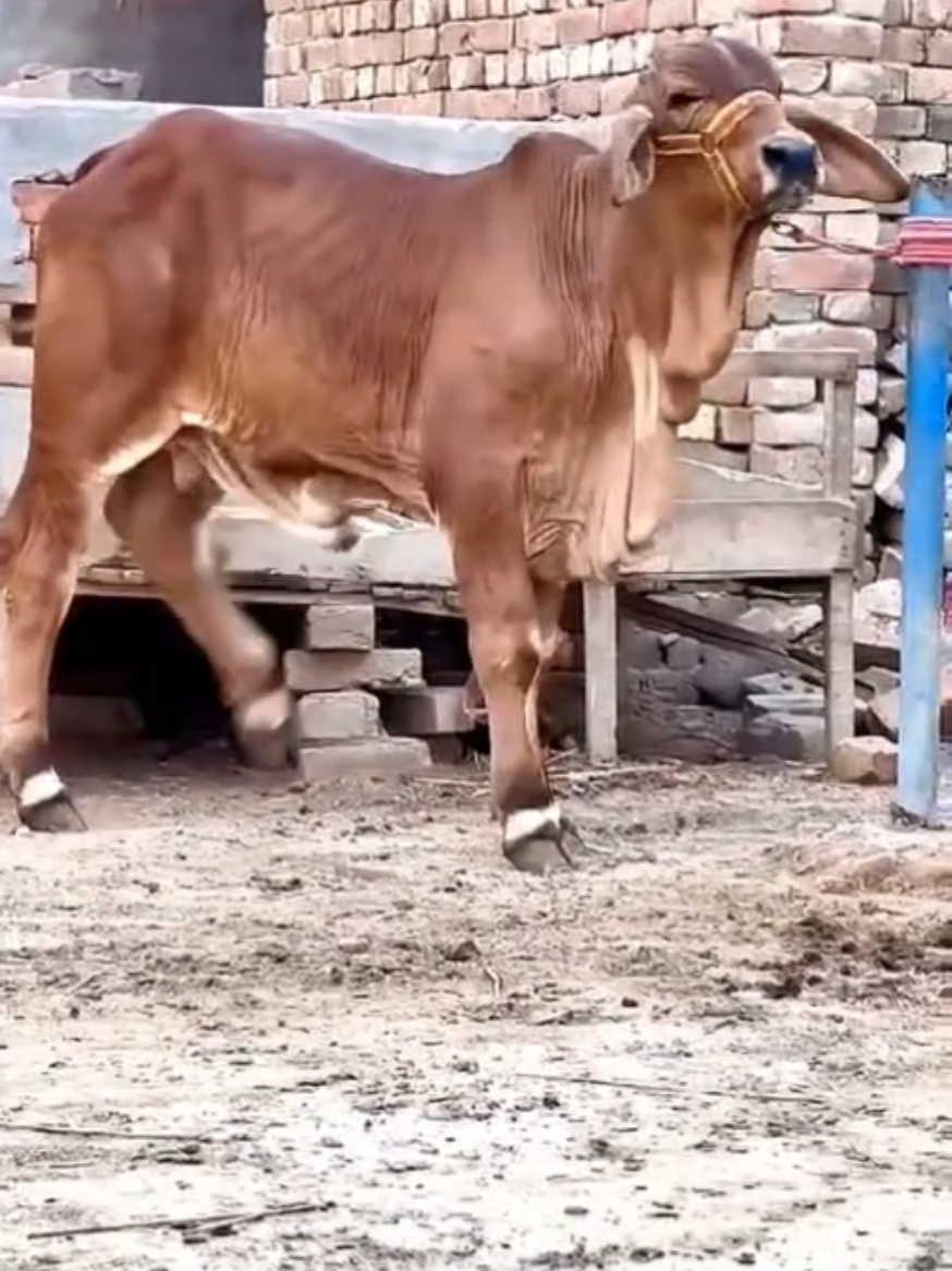 @D-Company_Brahman