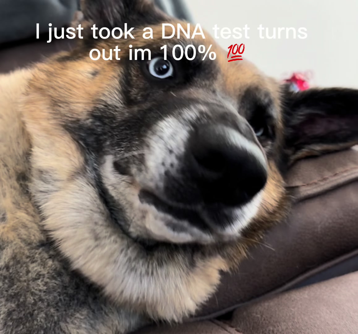 @elliemaeblueeyeshepherd