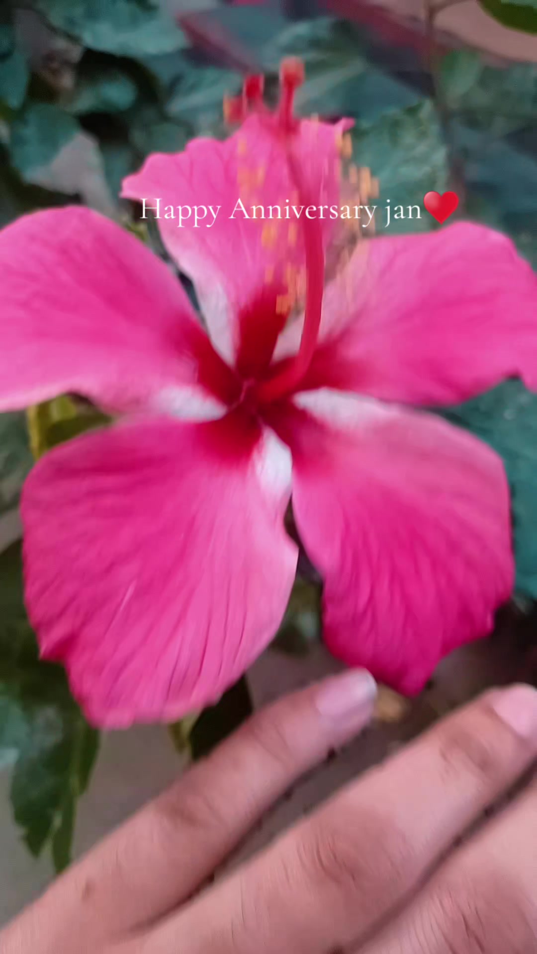 @Nodia🌷