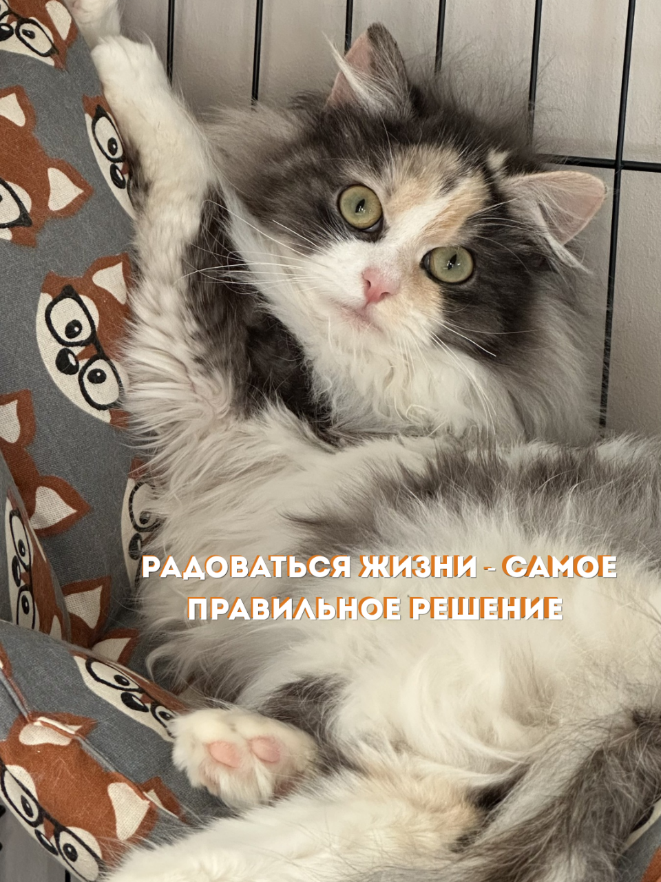 @ЗООшанс