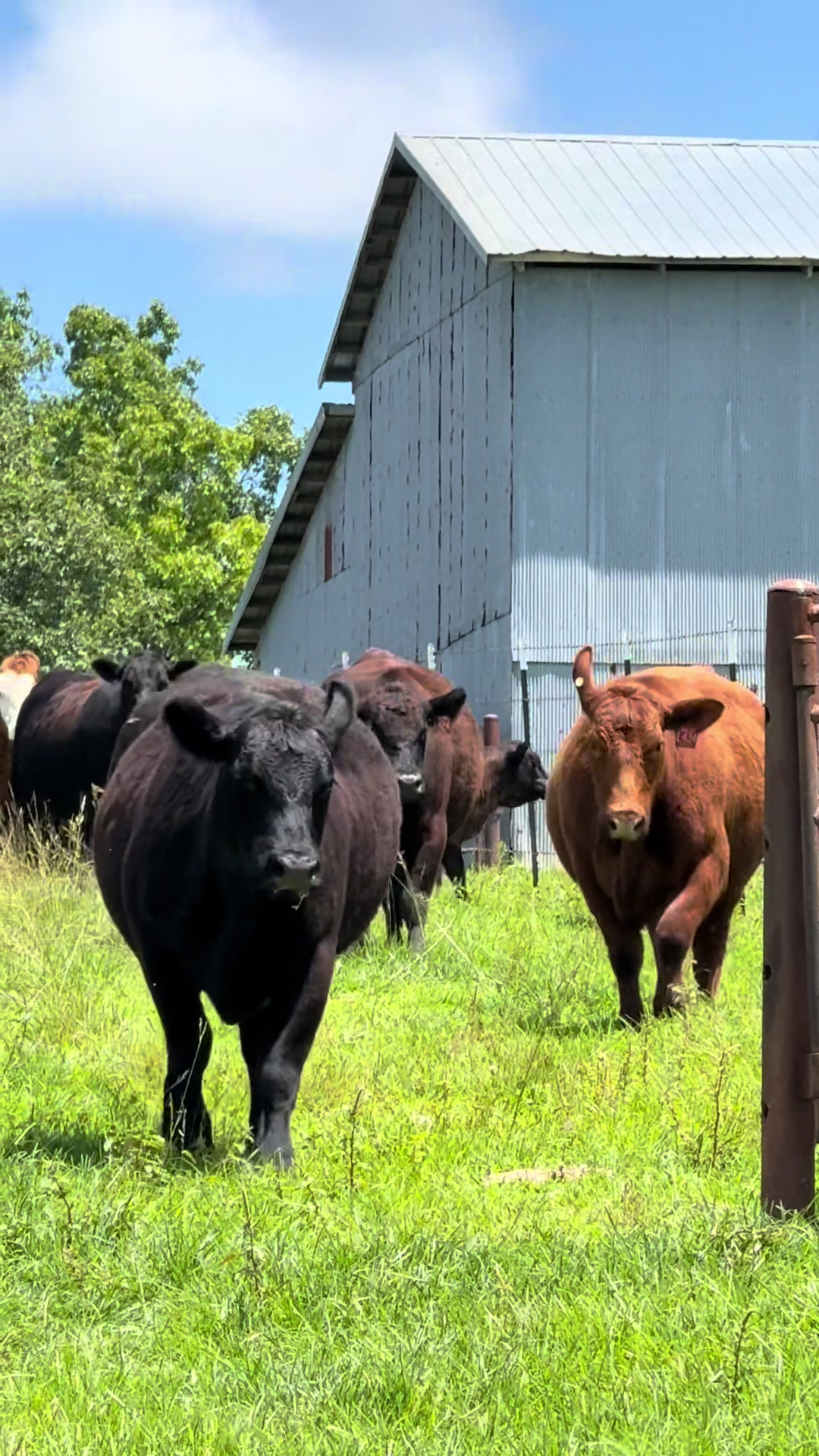 @Massey Land & Cattle