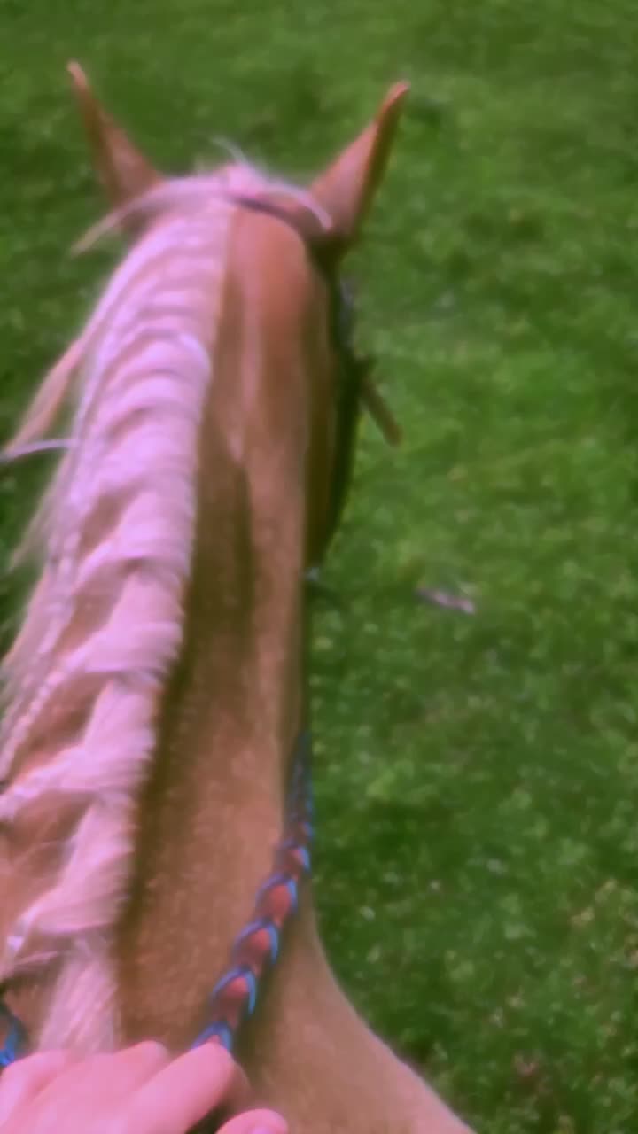 @My horse life❤️