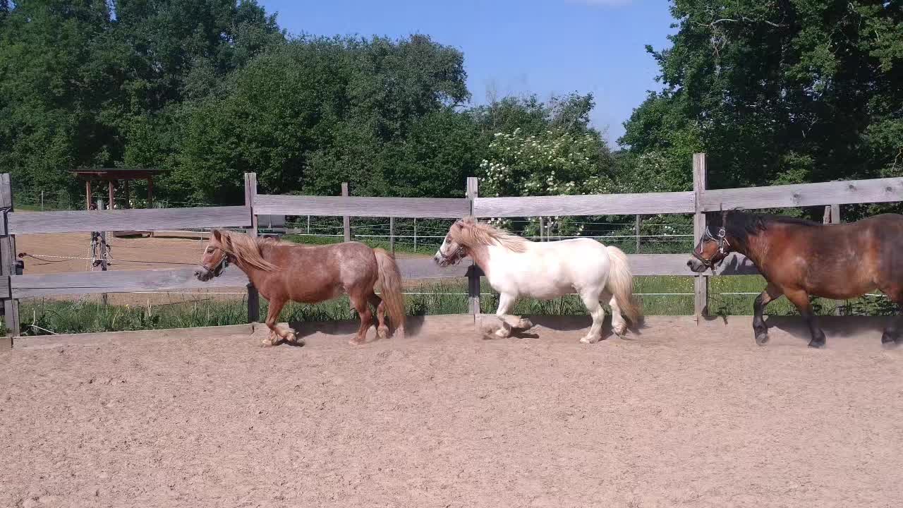 @💞🐴 Madeleine 🐴💞