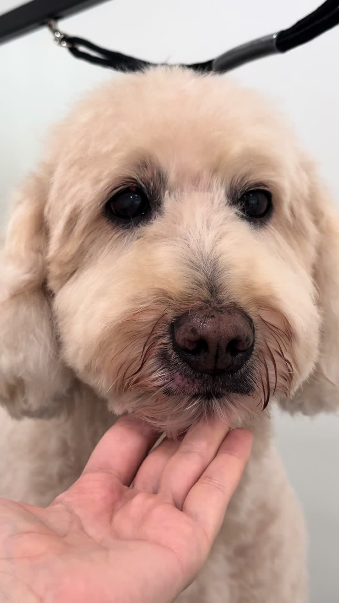 @Julia_theGroomer