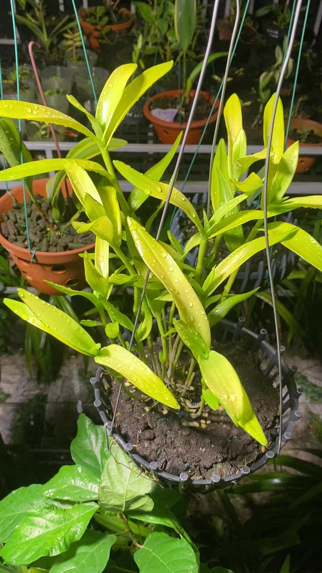 @Hoa lan Phạm Ánh