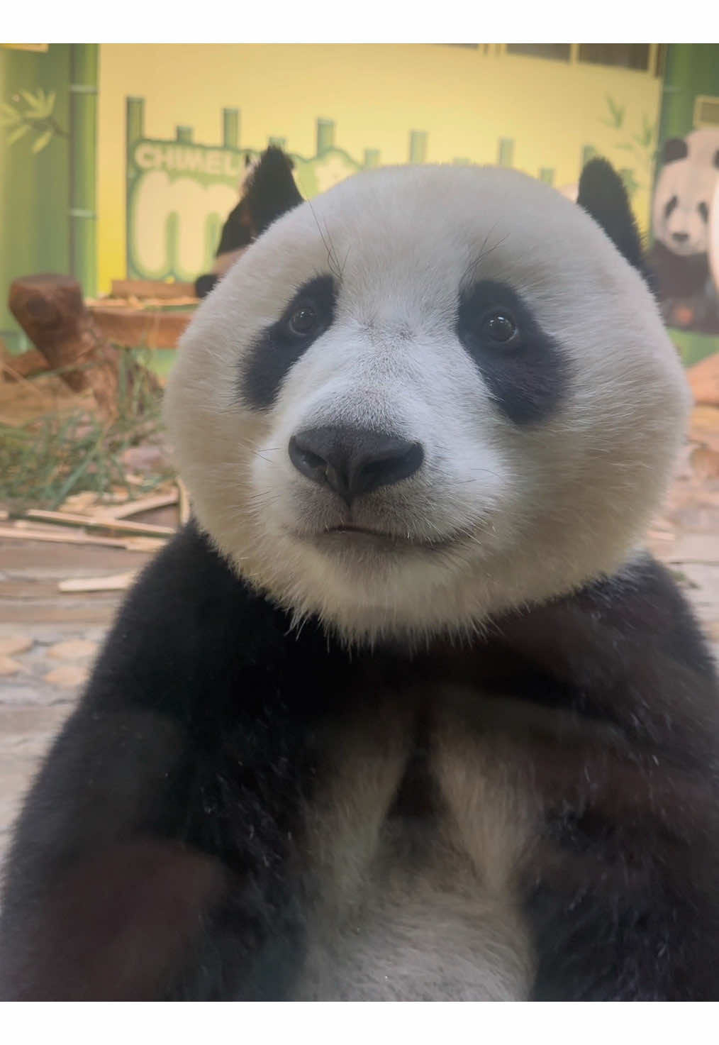 @熊猫妹珠🐼
