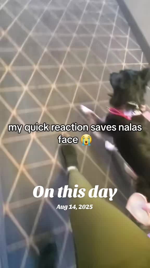@Nala the Service aussie