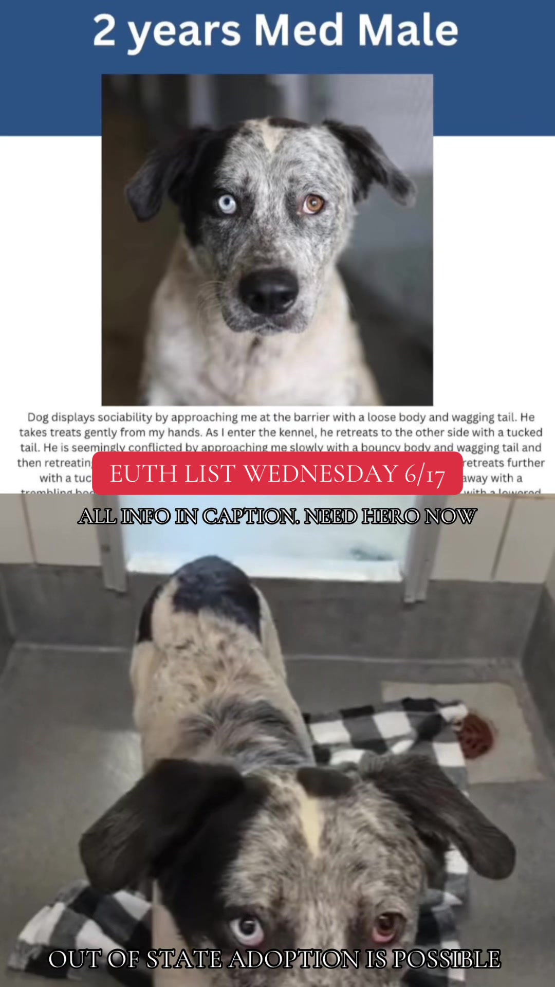 @@rescuedogs911