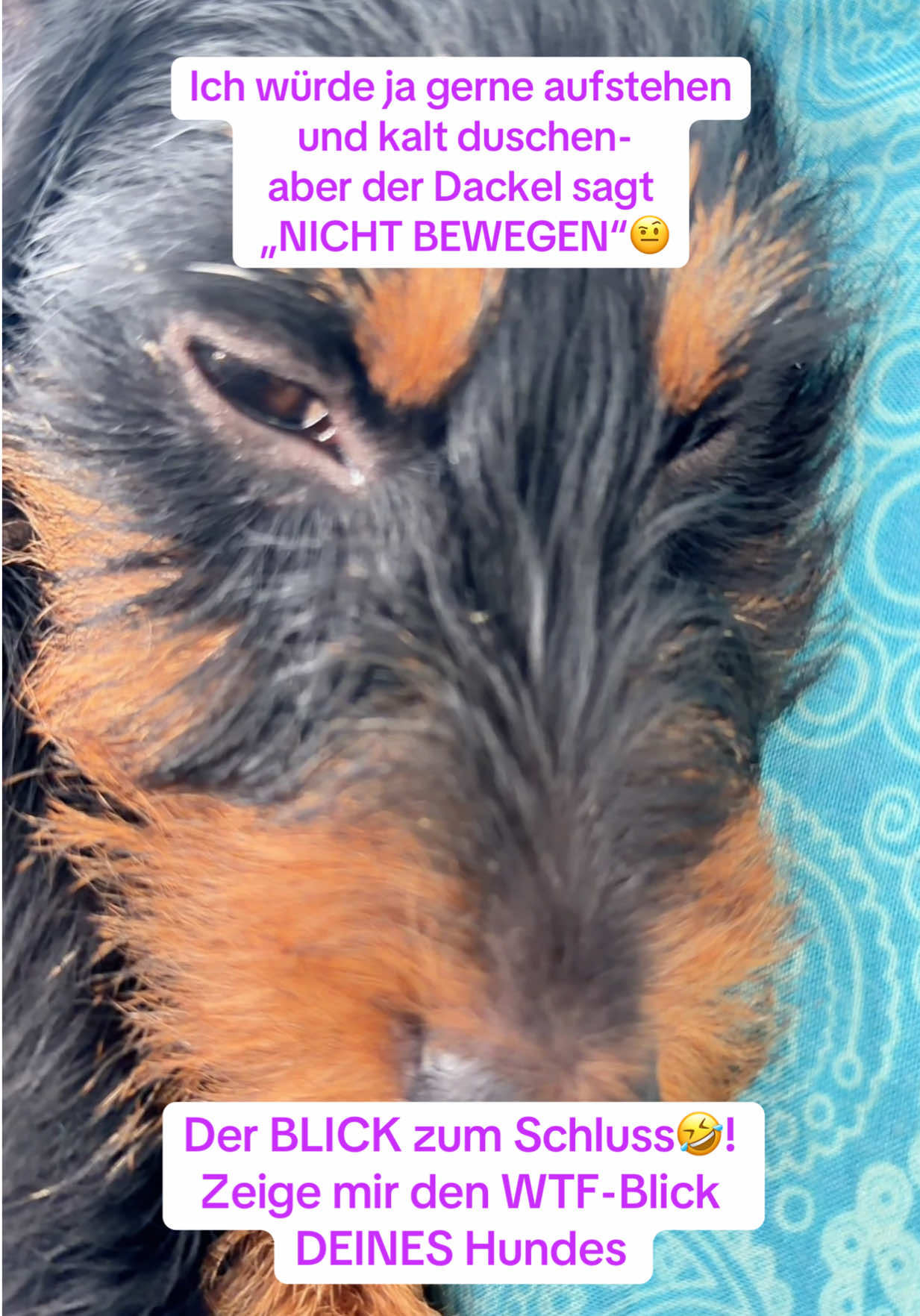 @INSAbenteuerHund
