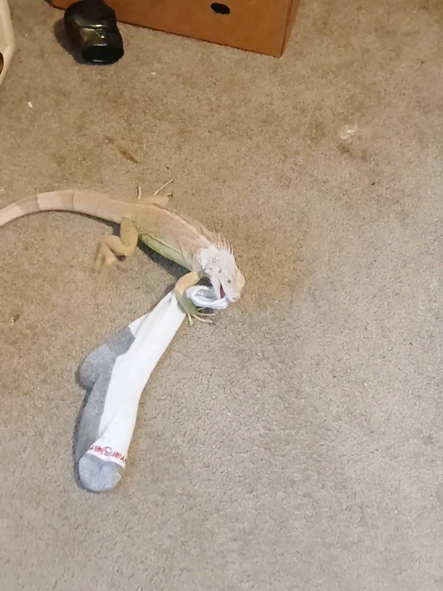 @Jimmy4 🦖