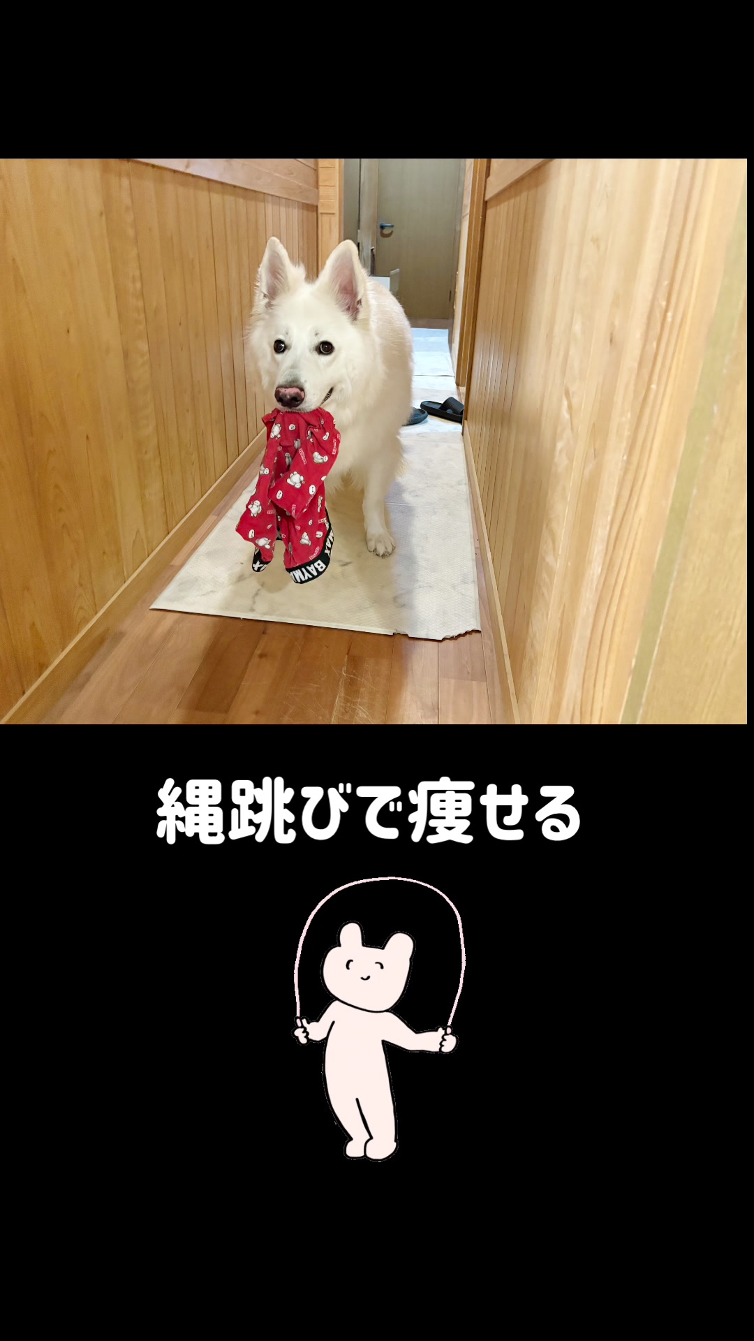 @ねこぷにもふ|ホワイトシェパードのハクちゃん