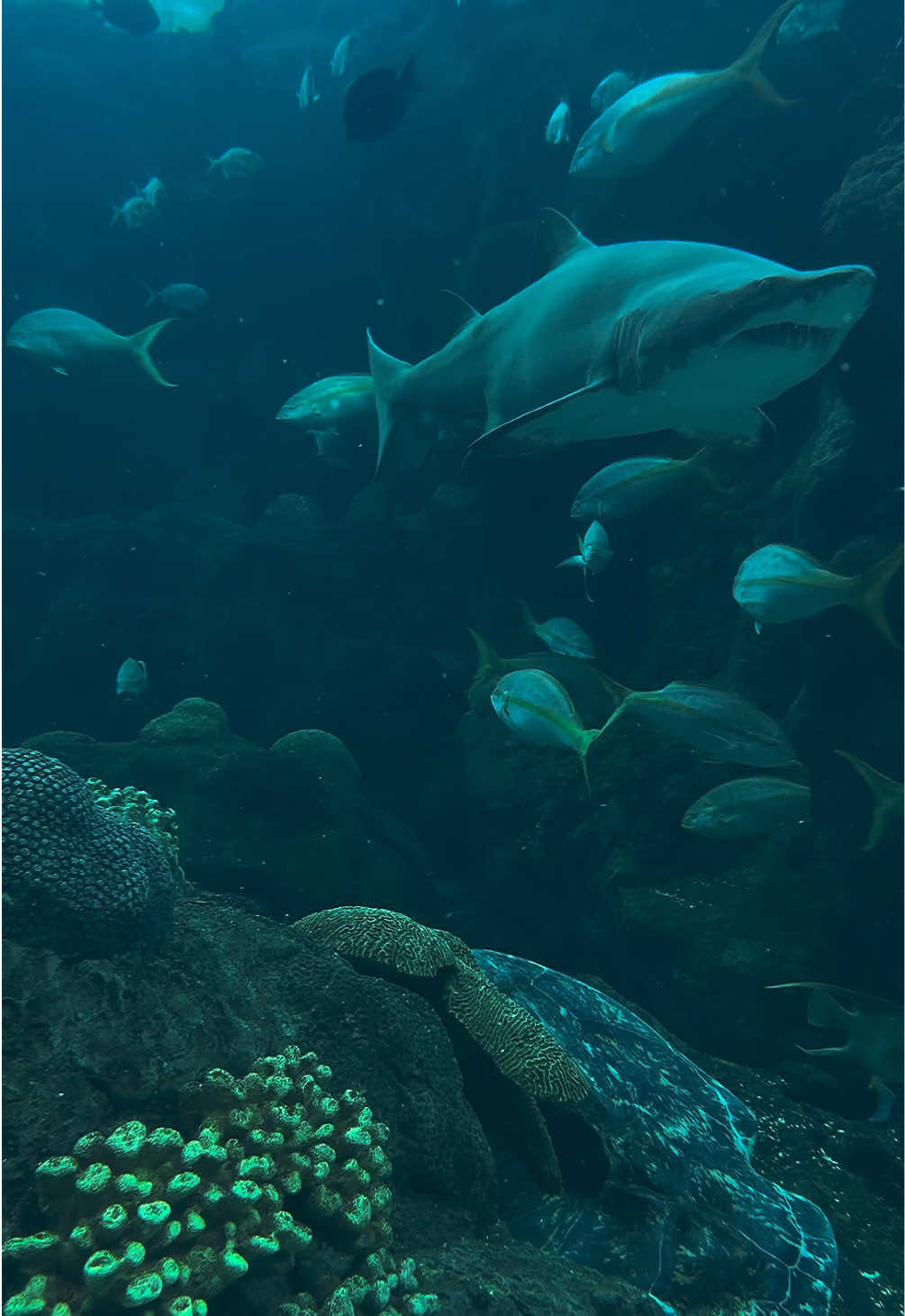 @The Florida Aquarium