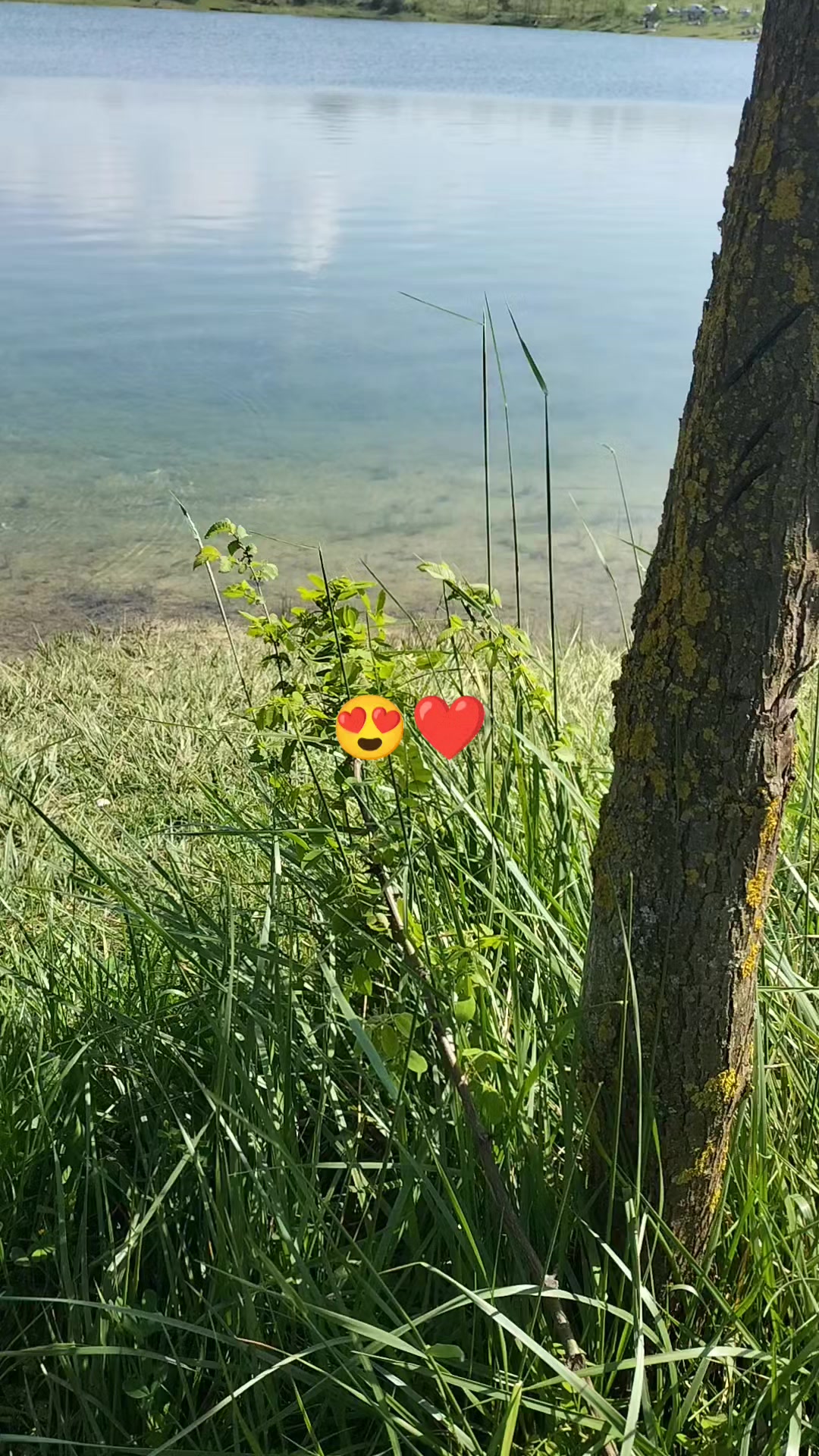 @papatya_65