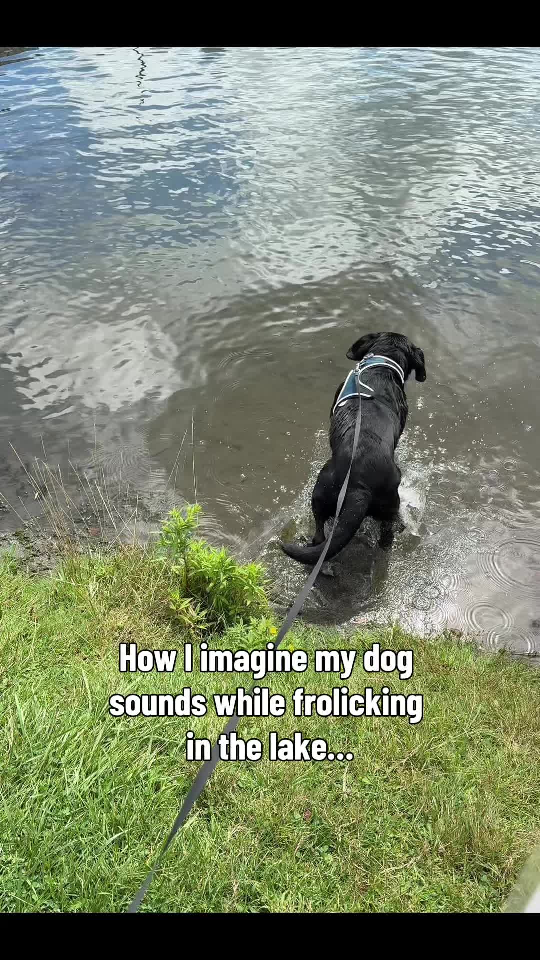 @DennisTheBlackLab