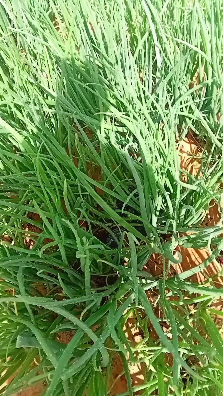 @🇸🇳JEUNE AGRICULTEUR🇸🇳