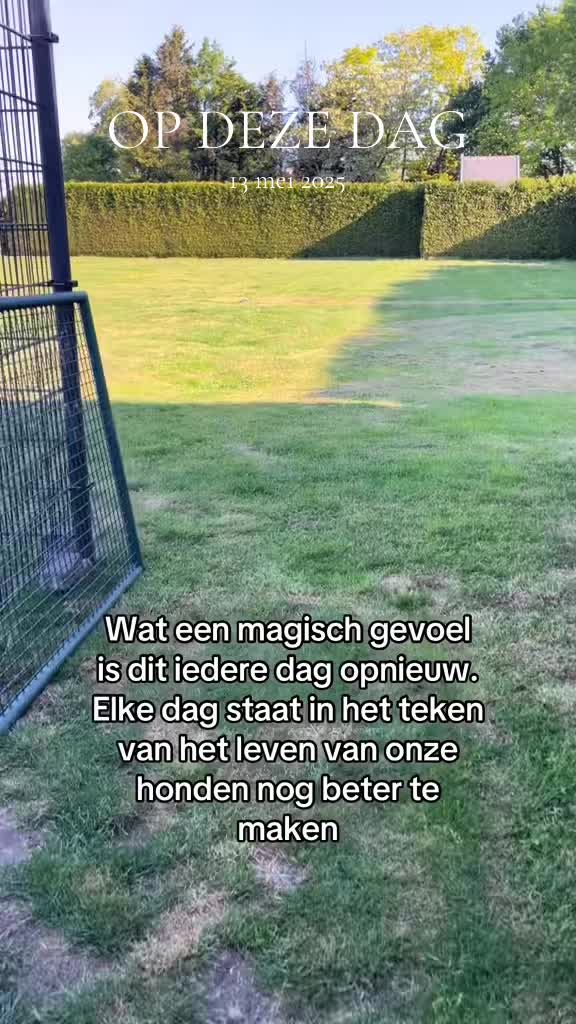 @bigdutchbullykennel