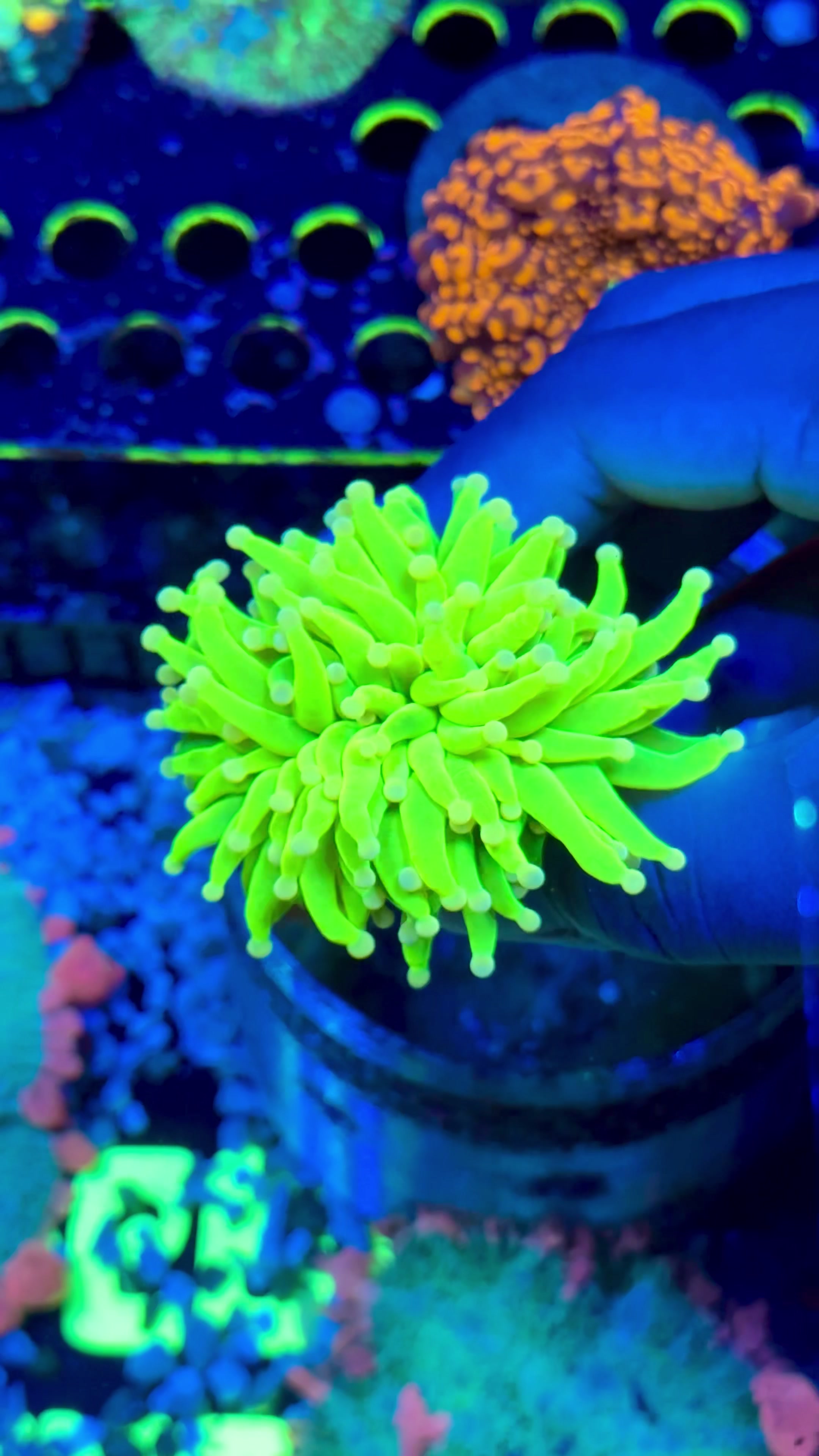 @Cali_Coral_Connect_hxa