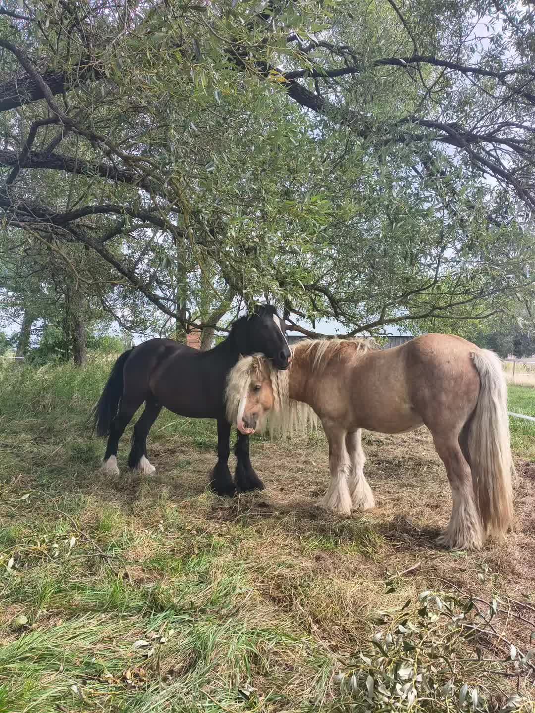 @KsiężycowaStajnia.VulkaDollArt
