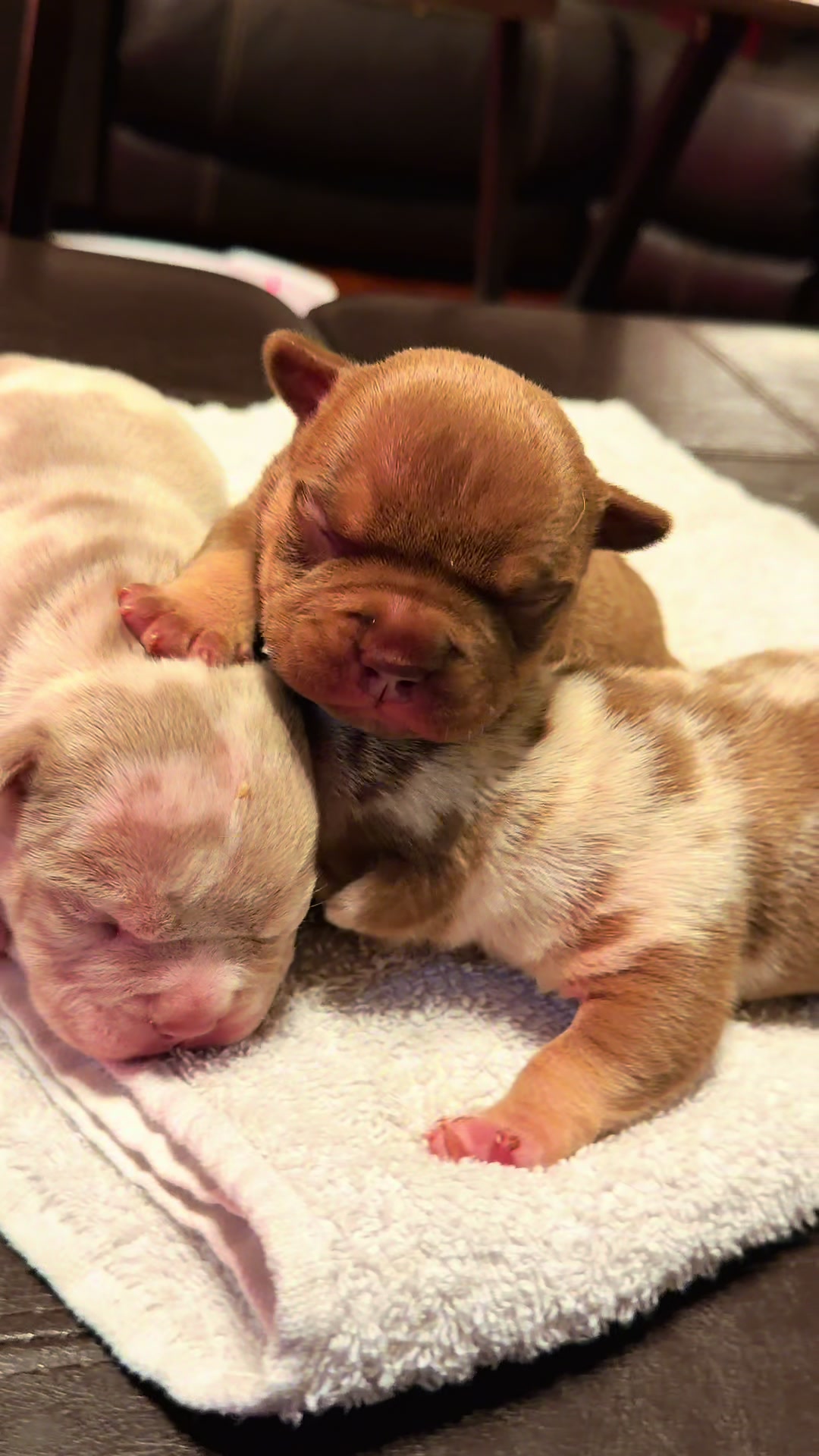 @steelforgedbullies