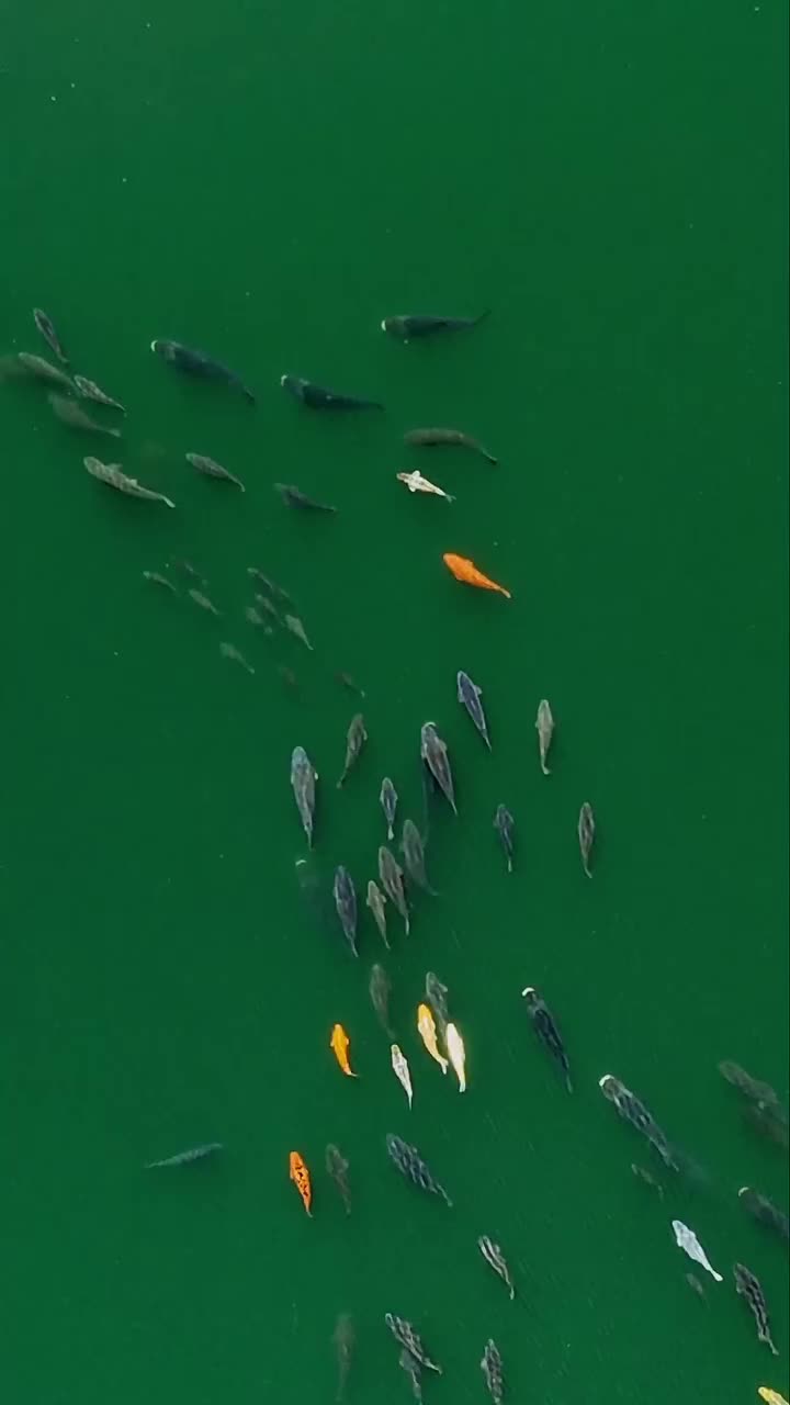 @carpworldonline