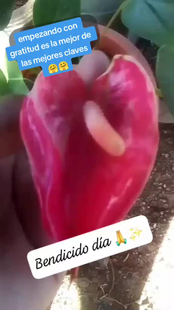 @ANA Granados