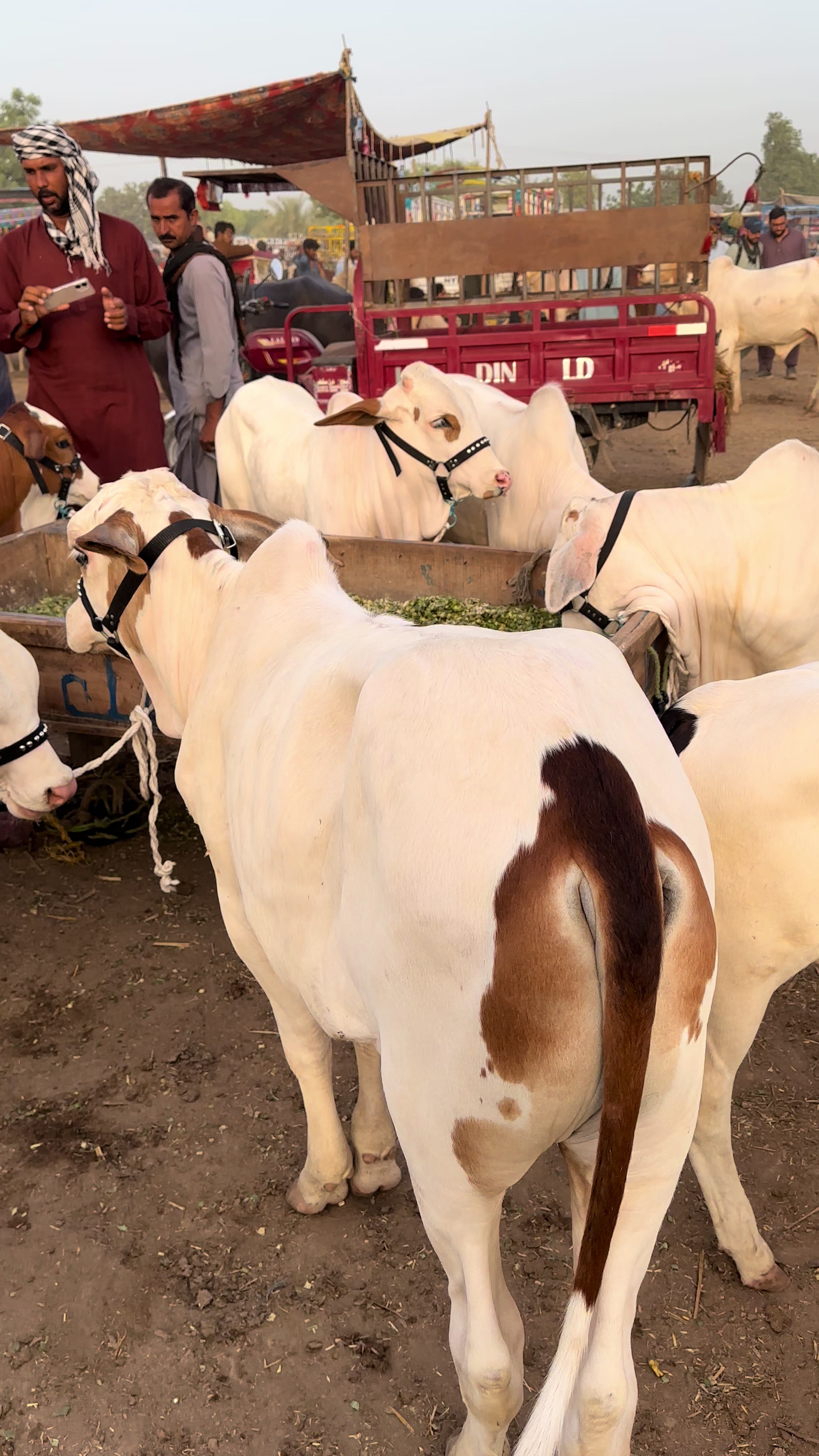@Raza cattle farm 786