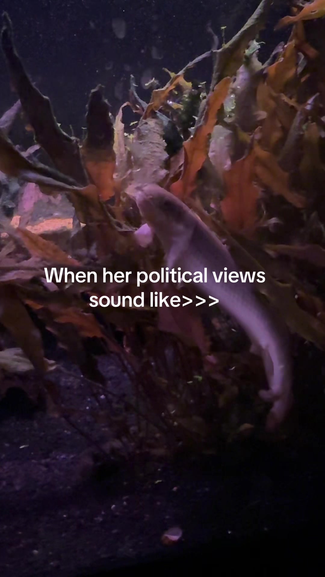 @SimpAquatics