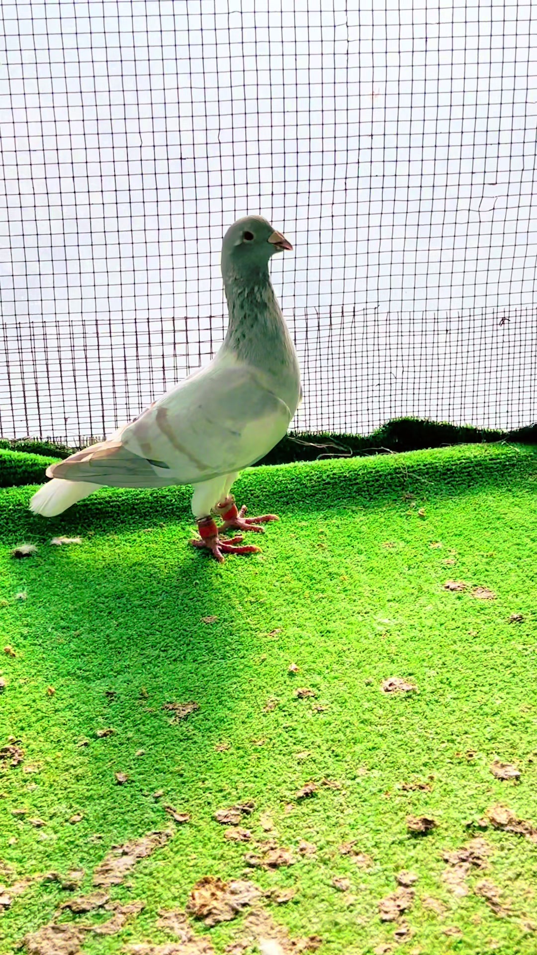 @🕊️ⓀⒶⓈⒶⓅ ⒼⓄⓀⒽⒶⓃ🕊️
