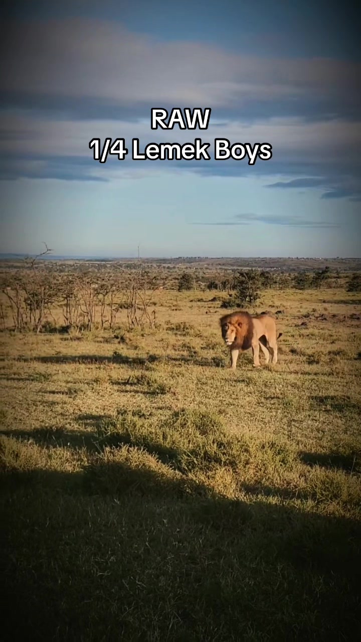 @Nai | LION EXPERT 🌍