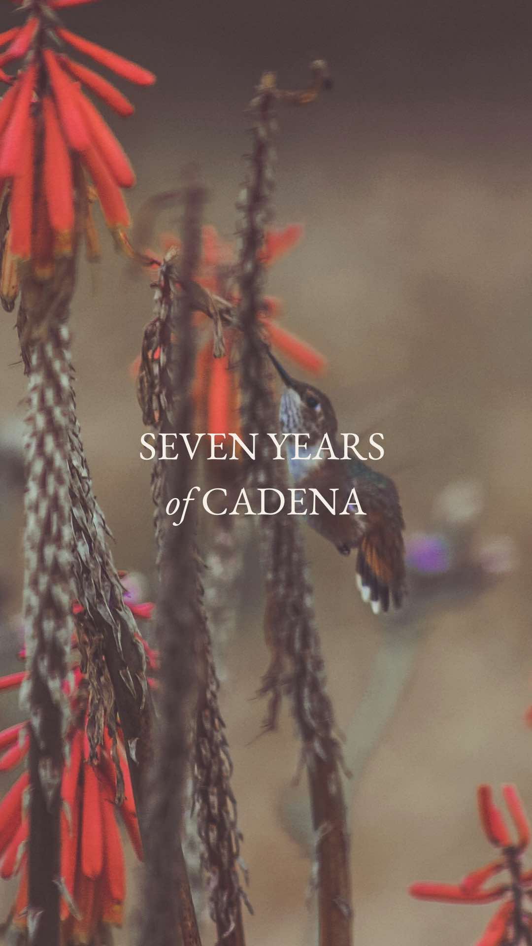 @Cadena Collective