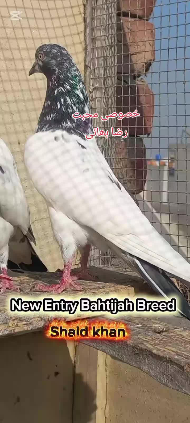 @Ranakasuripigeon