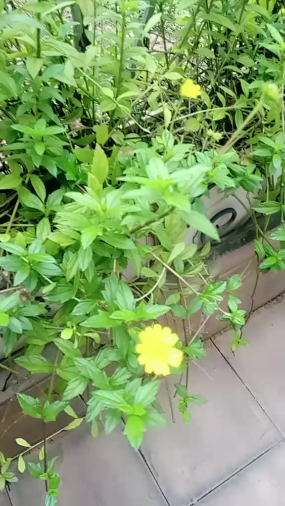 @সাথী
