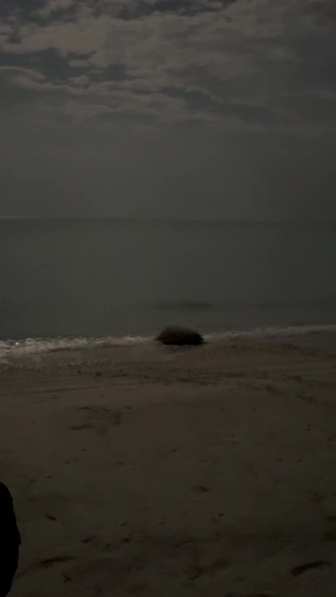 @Southwest Florida Shelling