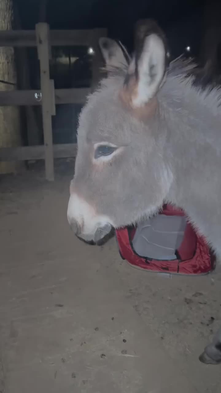 @Hidden Acres Animal Sanctuary