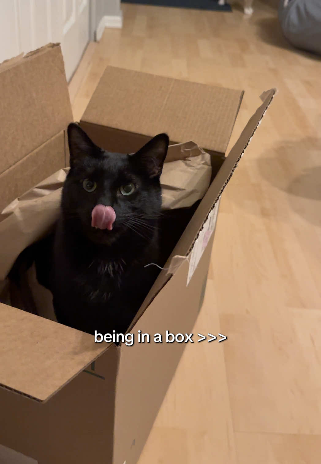 @furtastic4cats