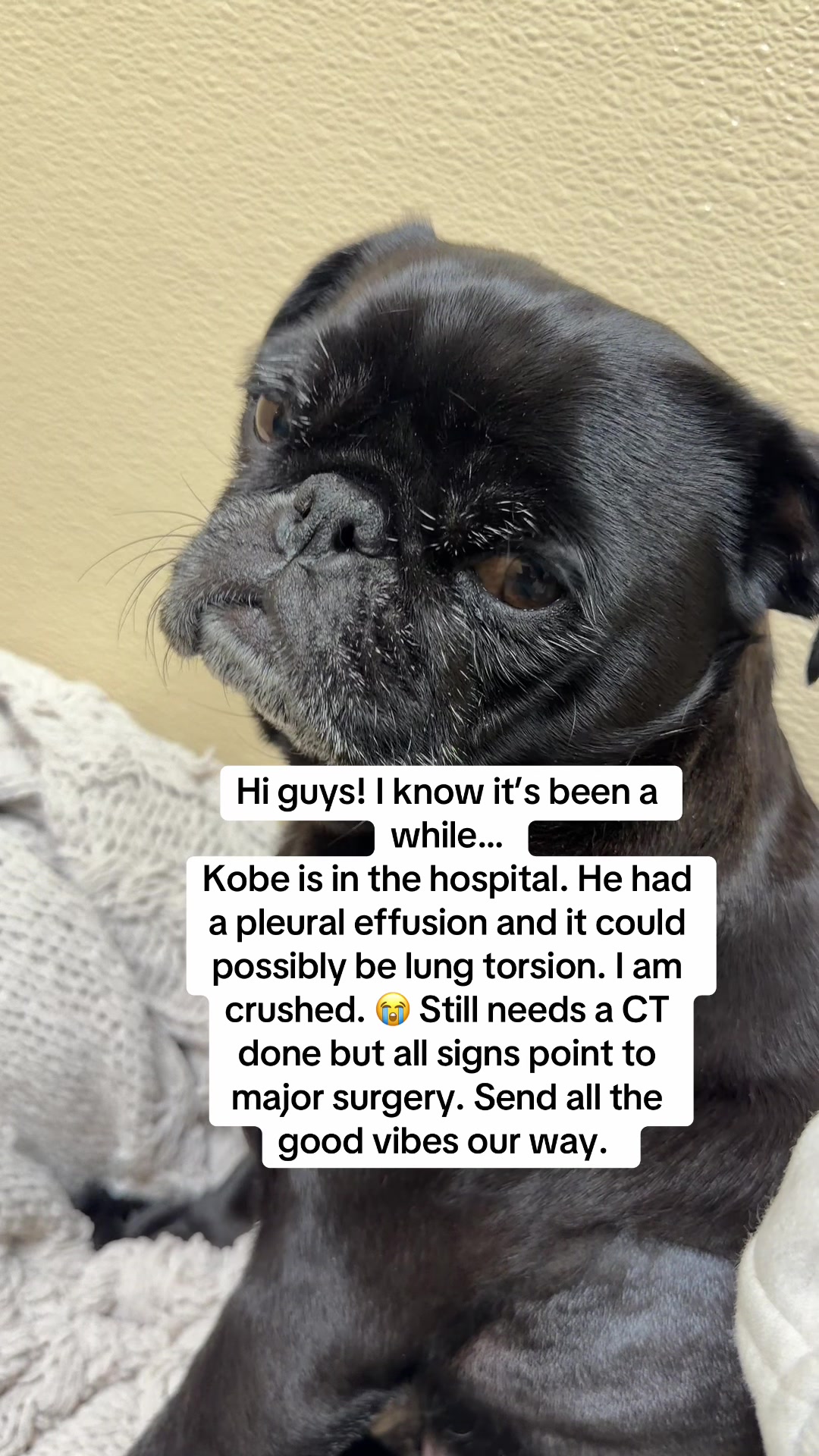 @Thedistracteddogmom