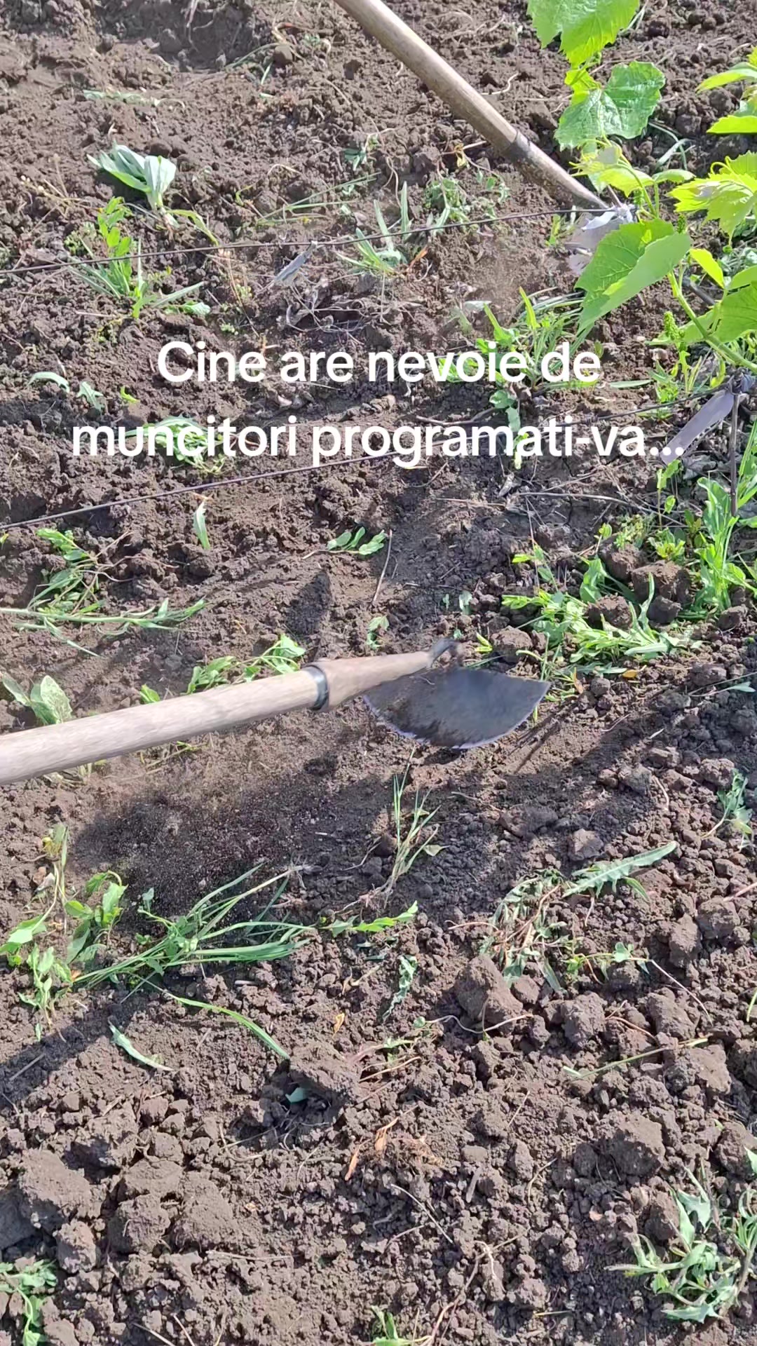 @Rodica
