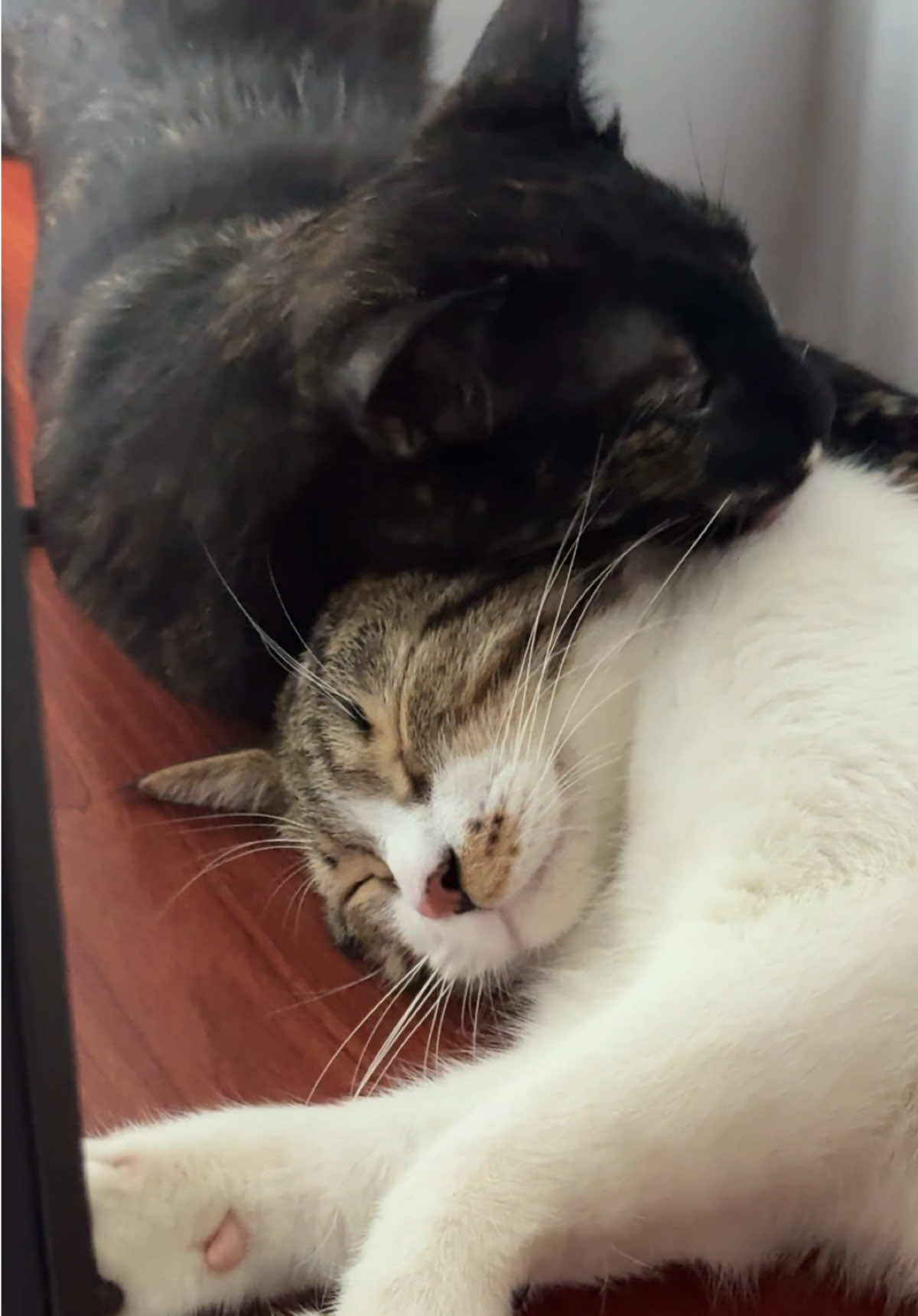 @Three Cats | Behavior & Life