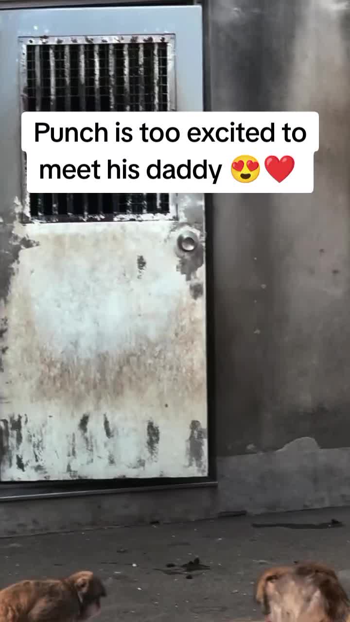 @Thepunchmonkey.com